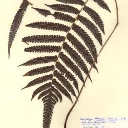 Steiropteris lonchodes