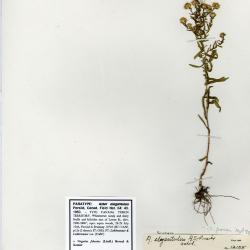 Symphyotrichum falcatum