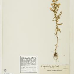 Symphyotrichum falcatum