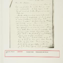 Viola septentrionalis