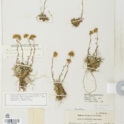 Antennaria friesiana