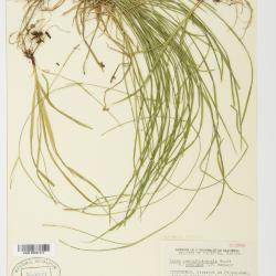 Carex assiniboinensis