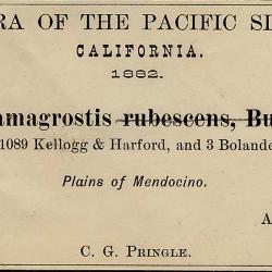 Calamagrostis rubescens
