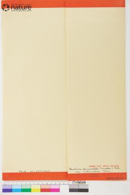 Bartonia Muhl. ex Willd.