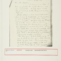 Viola septentrionalis