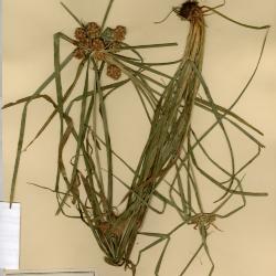 Cyperus megalanthus