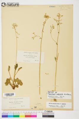 Saxifraga L.
