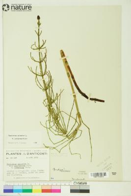 Equisetum palustre