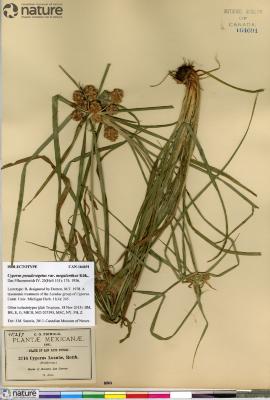 Cyperus megalanthus