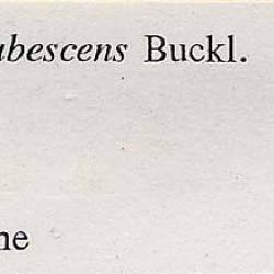 Calamagrostis rubescens