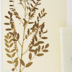 Glycyrrhiza Tourn. ex L.