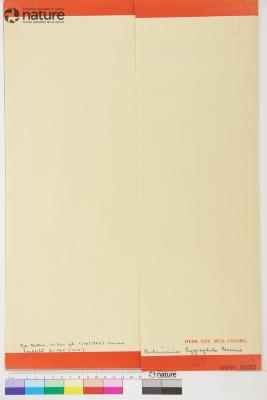 Antennaria corymbosa