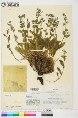 Hackelia sharsmithii