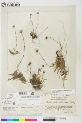 Antennaria monocephala