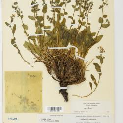 Hackelia sharsmithii