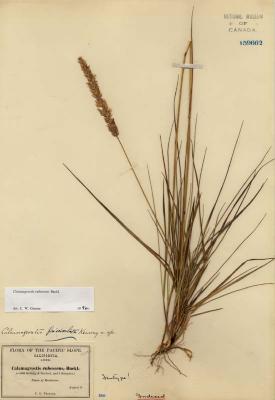 Calamagrostis rubescens