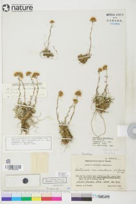 Antennaria friesiana