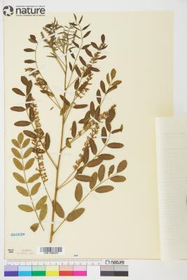 Glycyrrhiza Tourn. ex L.