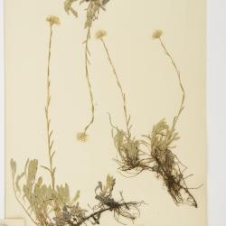 Antennaria corymbosa