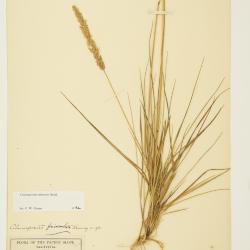 Calamagrostis rubescens