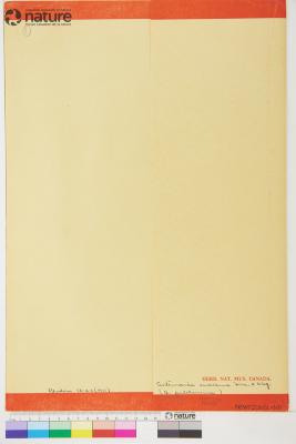 Antennaria pulcherrima