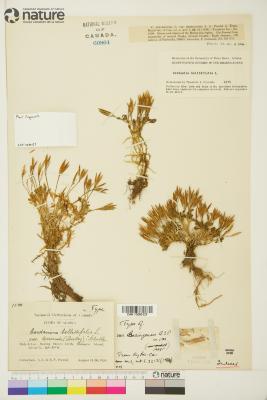 Cardamine bellidifolia