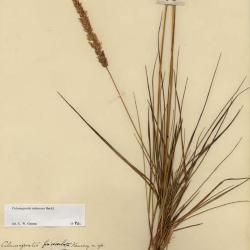 Calamagrostis rubescens