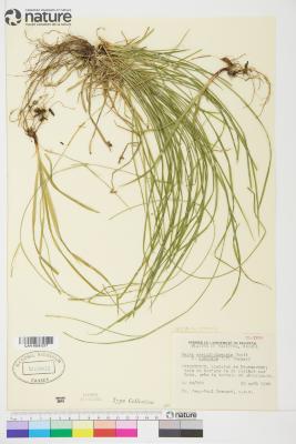 Carex assiniboinensis