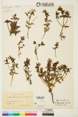 Pedicularis pennellii