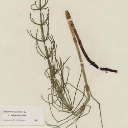 Equisetum palustre