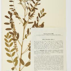 Glycyrrhiza Tourn. ex L.