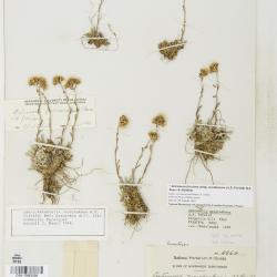 Antennaria friesiana