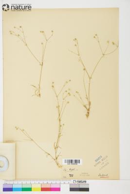 Sabulina dawsonensis