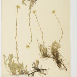 Antennaria corymbosa