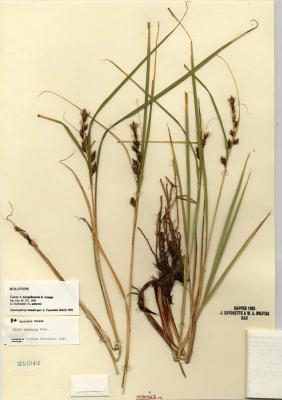 Carex paleacea