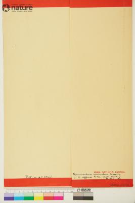 Ranunculus pedatifidus