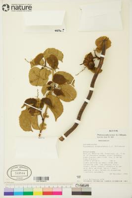 Plukenetia ankaranensis