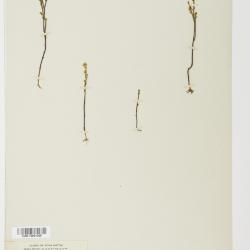 Bartonia Muhl. ex Willd.