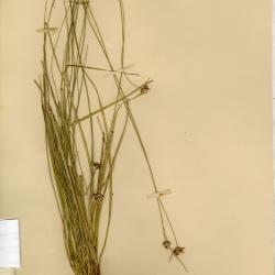 Rhynchospora angosturensis