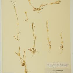 Cardamine oligosperma