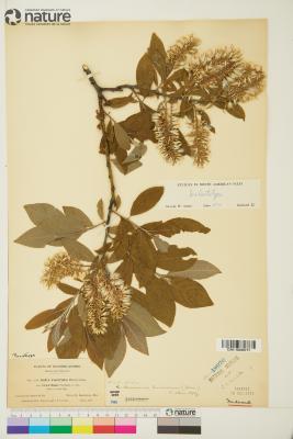 Salix bebbiana