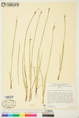Sisyrinchium pallidum