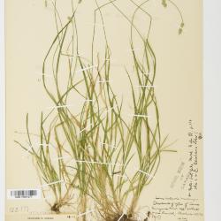 Carex deweyana