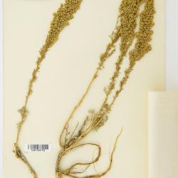 Artemisia balchanorum