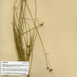 Rhynchospora angosturensis