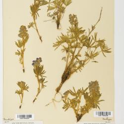 Lupinus monticola