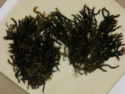 Bucklandiella heterosticha