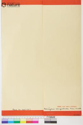 Astragalus aboriginorum