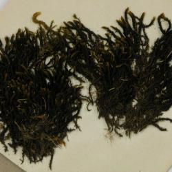 Bucklandiella heterosticha