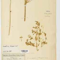 Cnidium Cusson ex Juss.